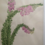 Fingerhut, Aquarell auf Papier